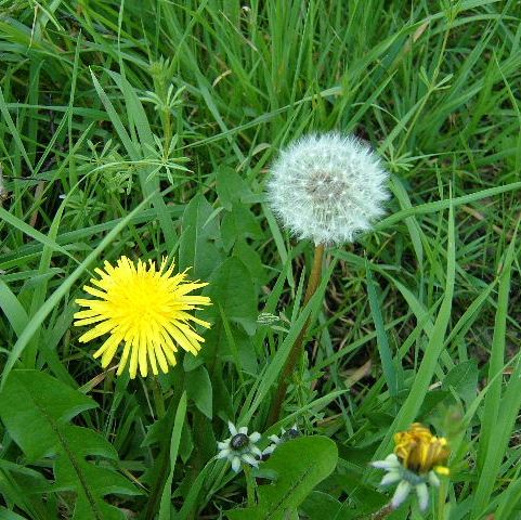 Dandelion