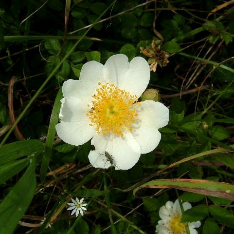 Dog Rose