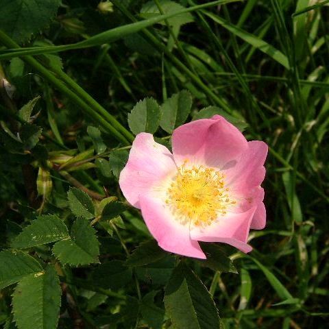 Dog Rose