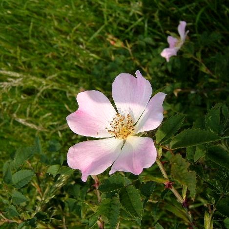 Dog Rose