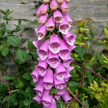 Foxglove