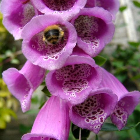 Foxglove