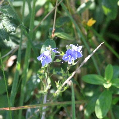 Germander Speedwell