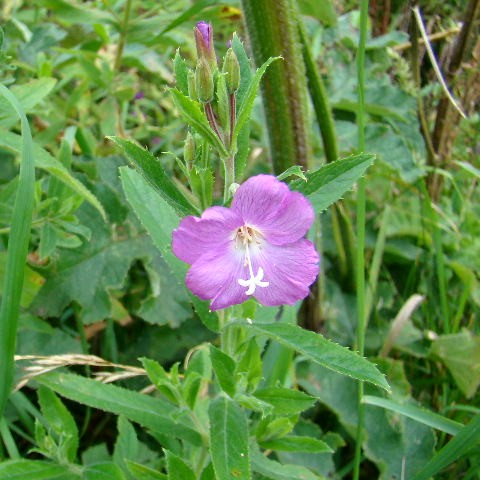 Great Willowherb