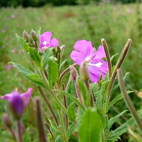 Great Willowherb