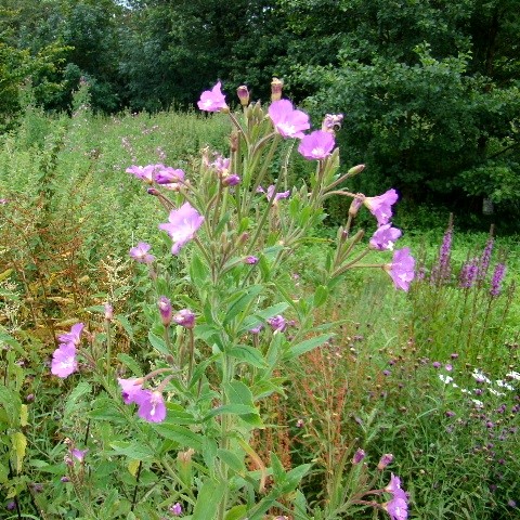 Great Willowherb