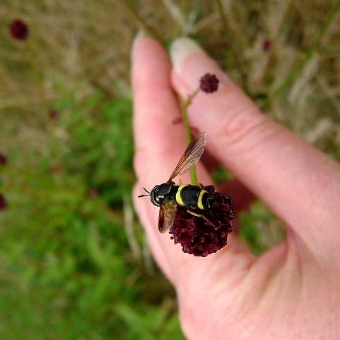 Greater Burnet and hoverfly