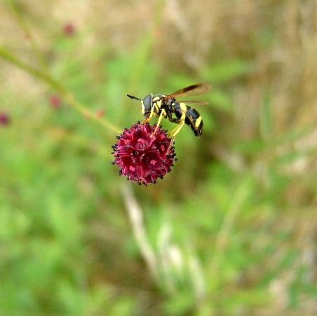 Greater Burnet and hoverfly