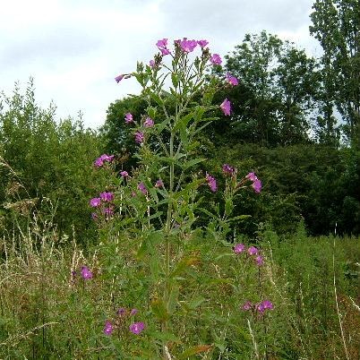 Great Willowherb