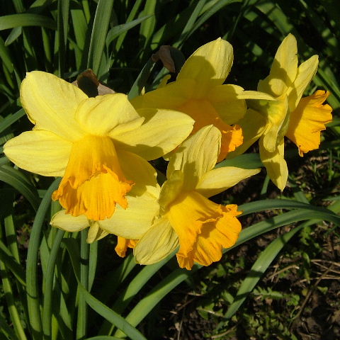 Daffodil