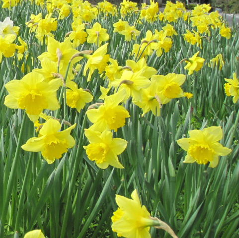 Daffodil