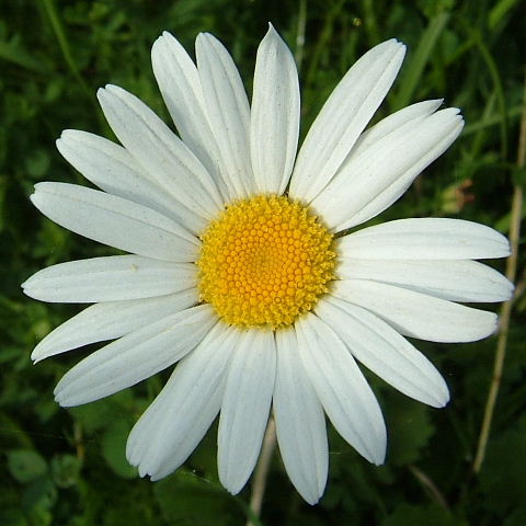 Daisy