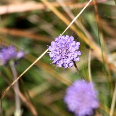 Devil's Bit Scabious