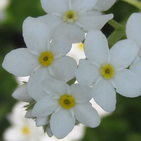 Forget-me-not white