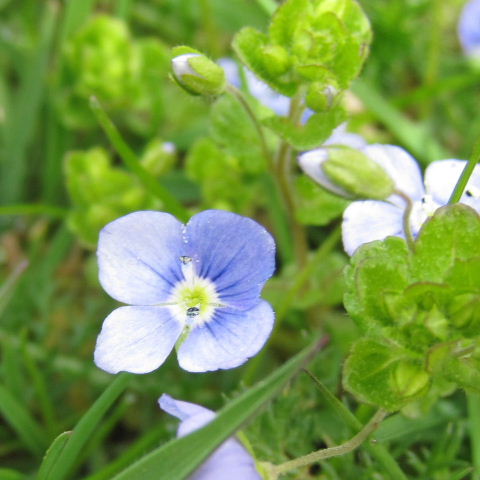 Germander Speedwell