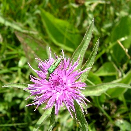 Black Knapweed