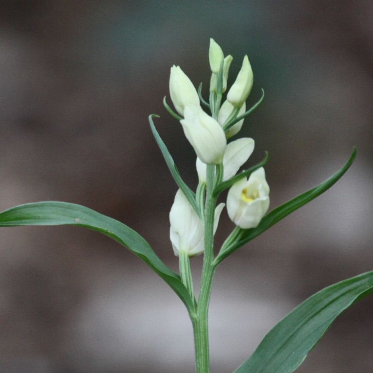 Narrow-leaved Helleborine