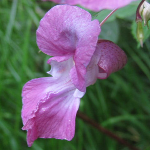 Himalayan Balsam