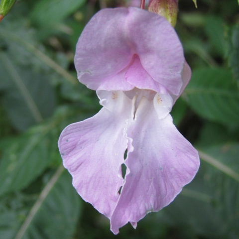 Himalayan Balsam
