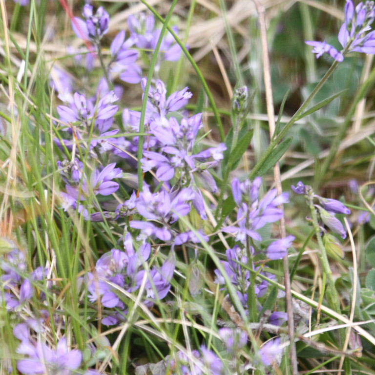 Milkwort