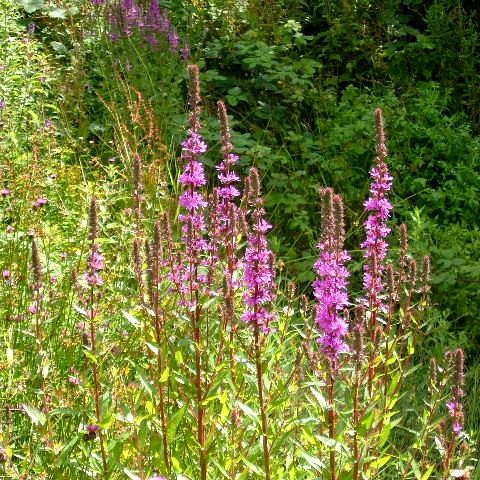Purple Loosestrife