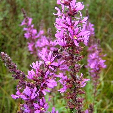 Purple Loosestrife