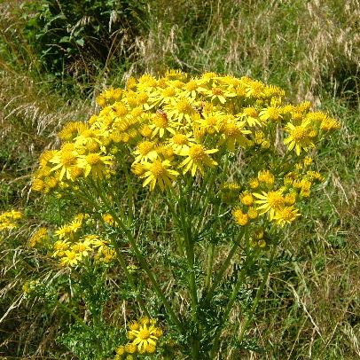 Oxford Ragwort