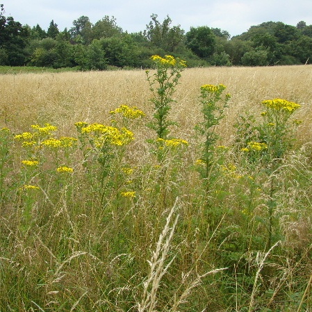 Oxford Ragwort
