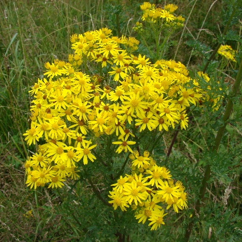 Oxford Ragwort
