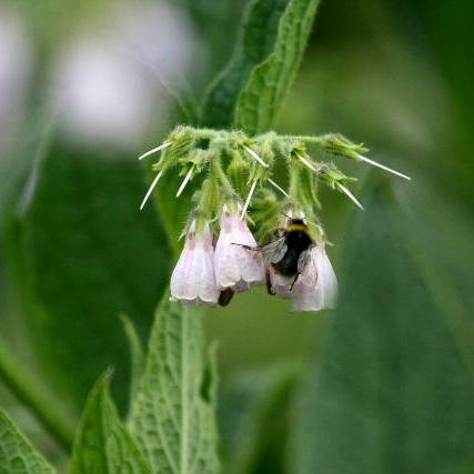 Russian Comfrey