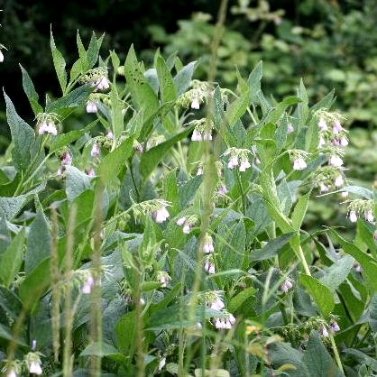 Russian Comfrey