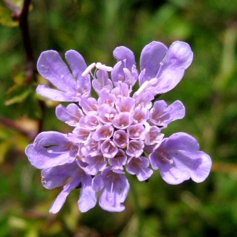 Scabious
