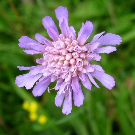 Scabious