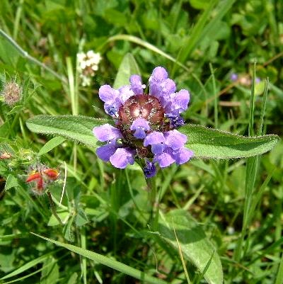 Self Heal