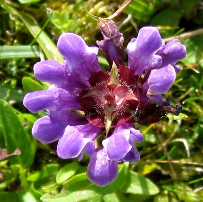 Self Heal