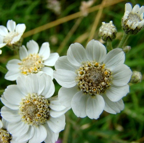 Sneezewort