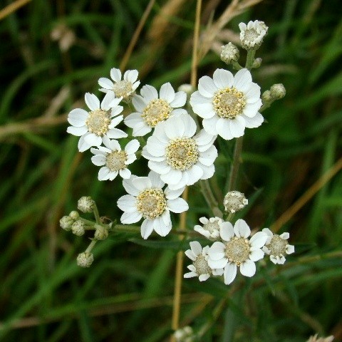 Sneezewort