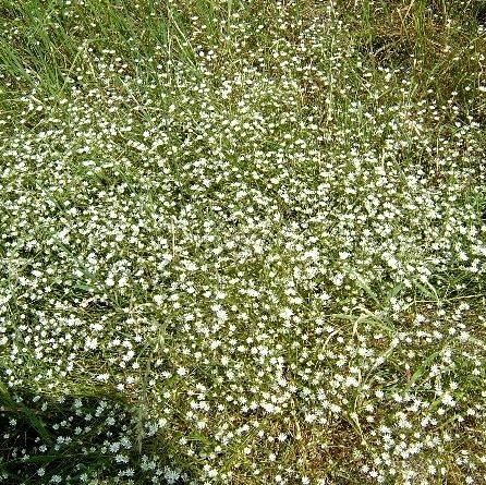Stitchwort