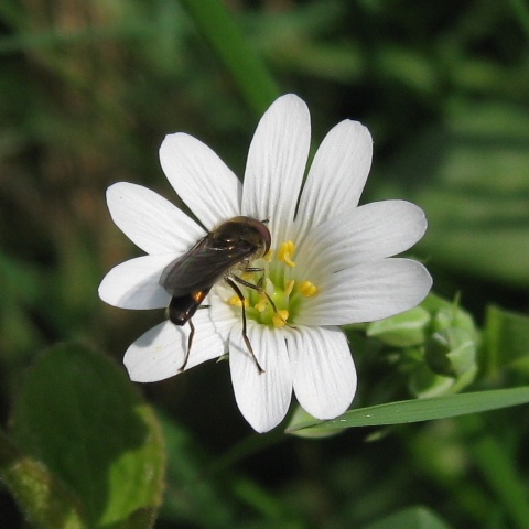 Greater Stitchwort