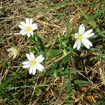 Greater Stitchwort