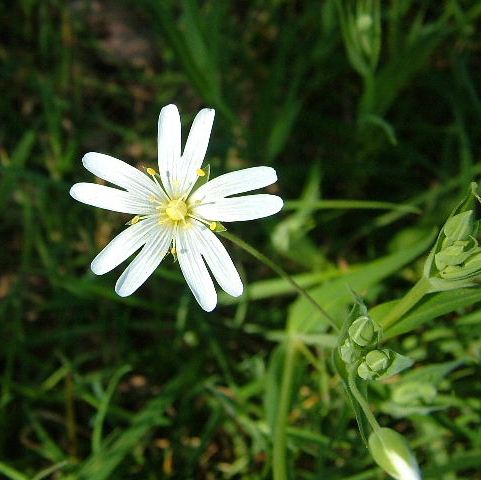 Greater Stitchwort