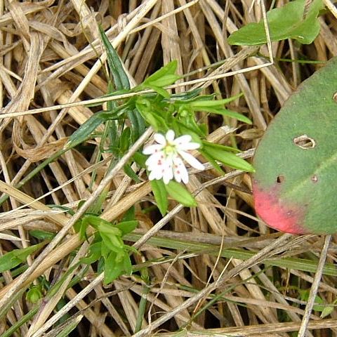 Lesser Stitchwort