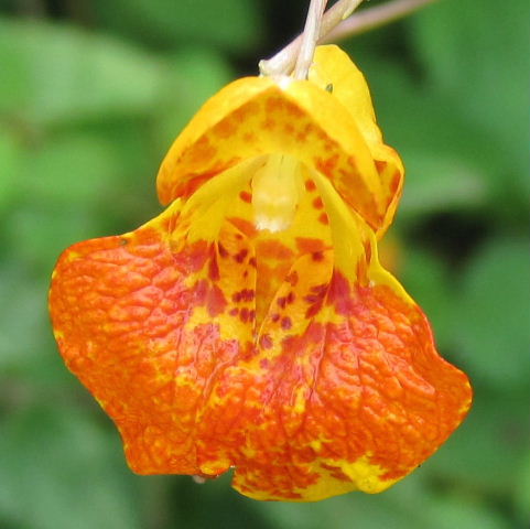 Jewelweed