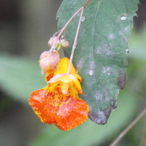 Orange Jewelweed