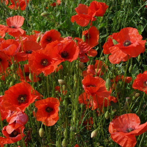 Poppies red
