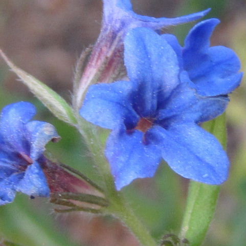 Purple Gromwell