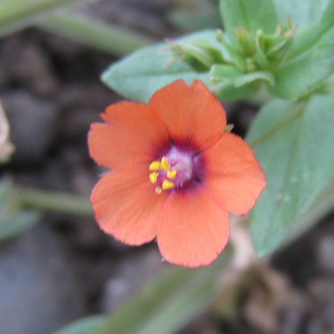 Scarlet Pimpernel