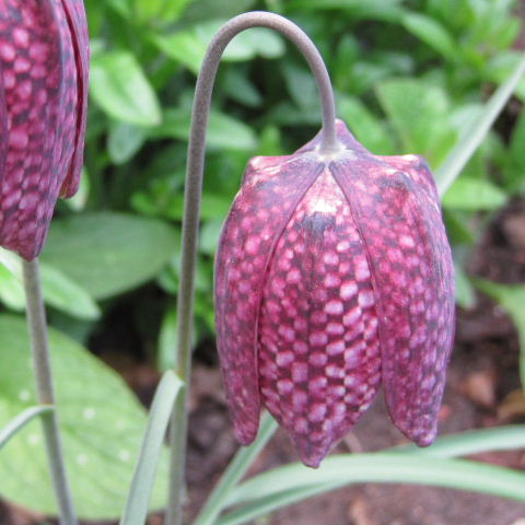Snake's Head Fritillary
