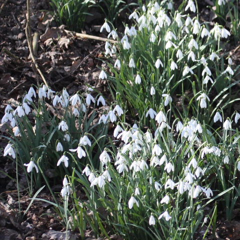 Snowdrops