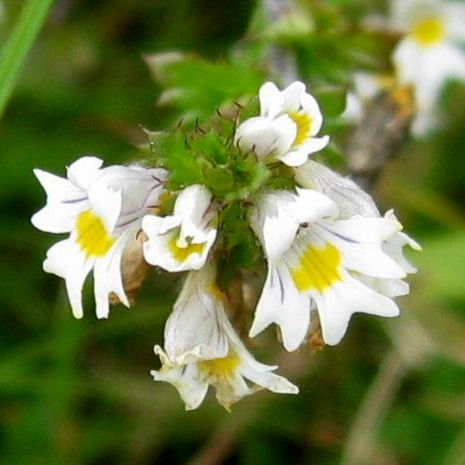Eyebright